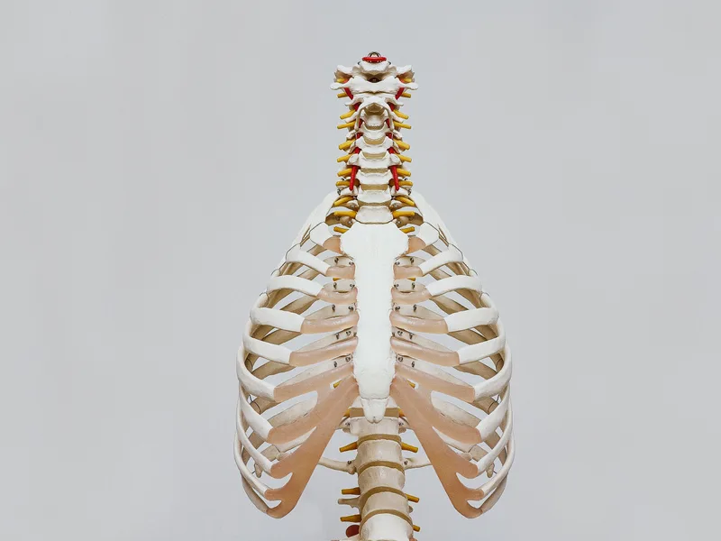 How X-Rays works at Wellness Revolution